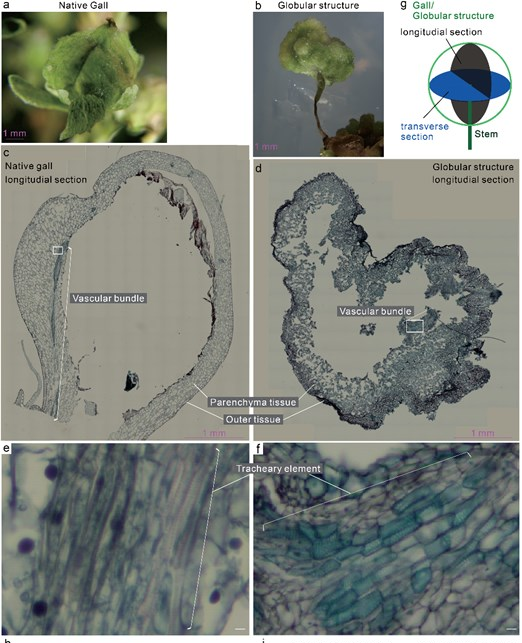 Native insect galls vs. artificially induced galls. (Hirano et al. (2025)).png